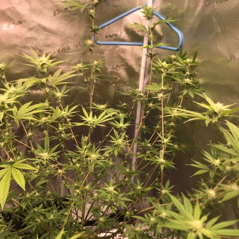 Brooke Hermied 8/8 Moved Outdoors growlog photo: Quick update 