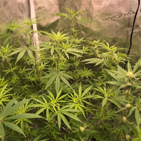 Brooke Hermied 8/8 Moved Outdoors growlog photo: Quick update 