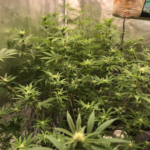 Brooke Hermied 8/8 Moved Outdoors growlog photo: Quick update 