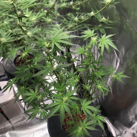 Brooke Hermied 8/8 Moved Outdoors growlog photo: Quick update 