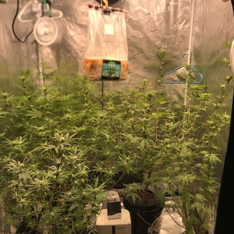 Brooke Hermied 8/8 Moved Outdoors growlog photo: Quick update 