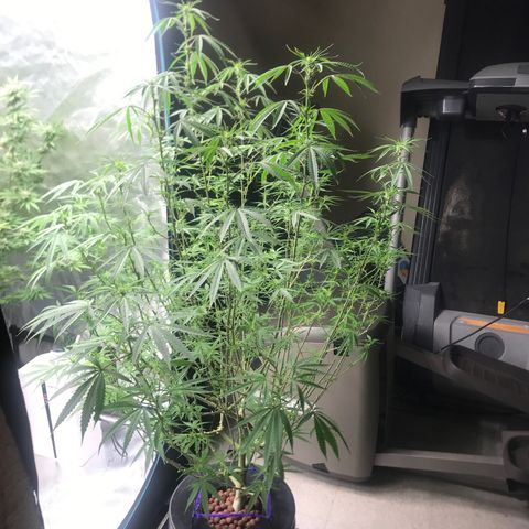 Janelle  growlog photo: She’s still behind but finally starting to stretch, end of week 5 of Flower. 
