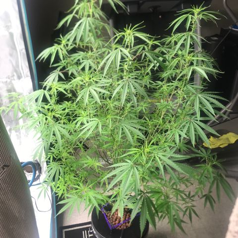 Janelle  growlog photo: She’s still behind but finally starting to stretch, end of week 5 of Flower. 