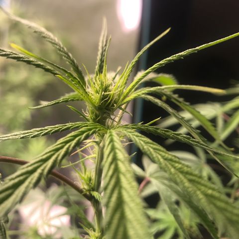 Janelle  growlog photo: She’s still behind but finally starting to stretch, end of week 5 of Flower. 