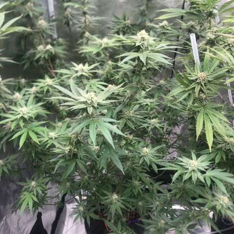Nikki growlog photo: End of week 5 of flower 