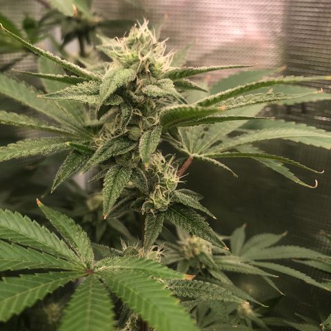 Nikki growlog photo: End of week 5 of flower 