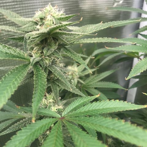 Nikki growlog photo: End of week 5 of flower 