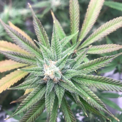 Molly growlog photo: End of week 5 of flower 