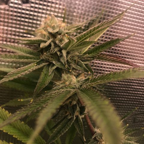 Molly growlog photo: End of week 5 of flower 