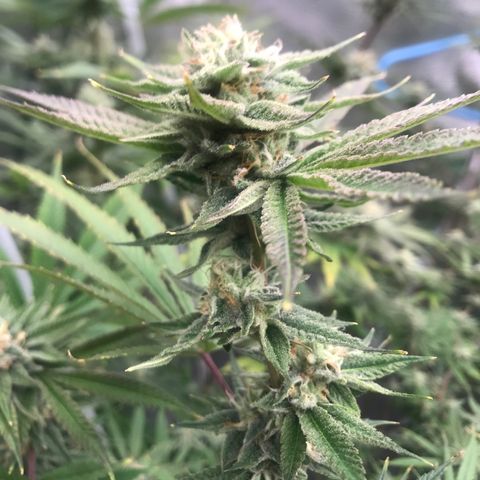 Molly growlog photo: End of week 5 of flower 