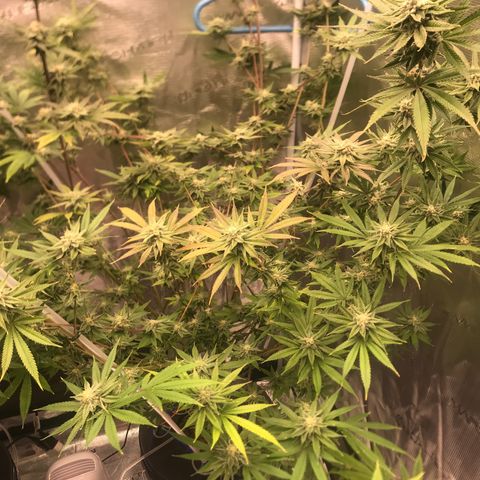 Molly growlog photo: End of week 5 of flower 