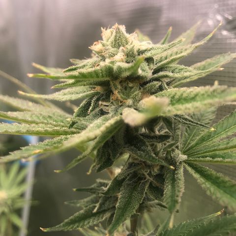 Molly growlog timeline photo