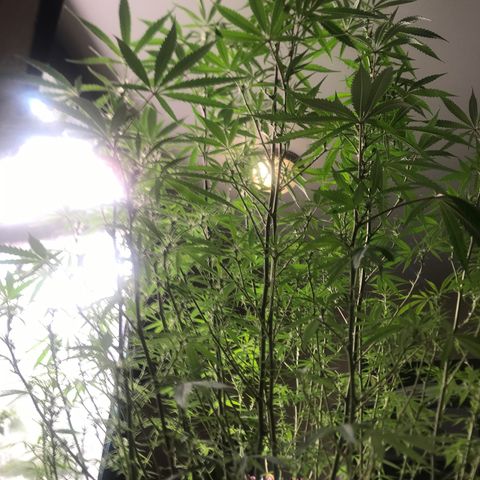 Janelle  growlog timeline photo