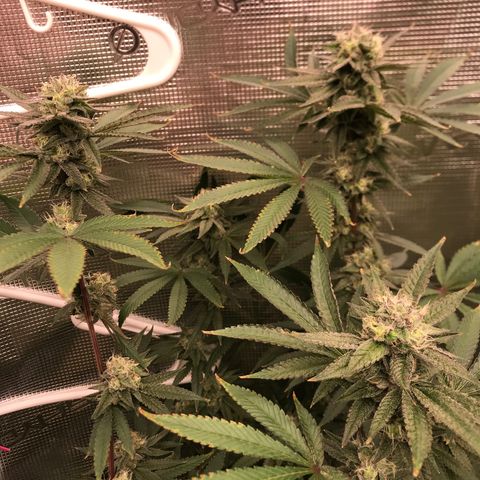 Nikki growlog photo: End of week 6 of flower 