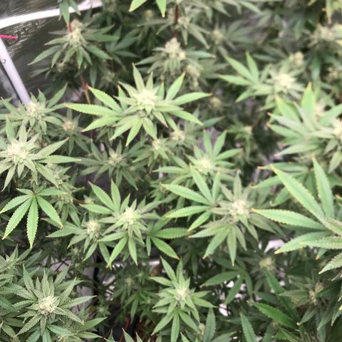 Nikki growlog photo: End of week 6 of flower 
