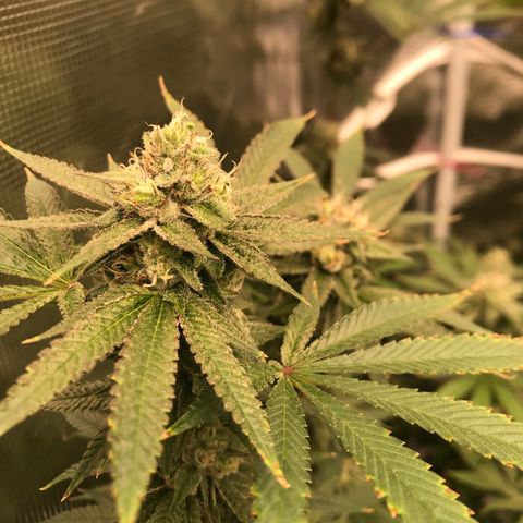 Nikki growlog photo: End of week 6 of flower 