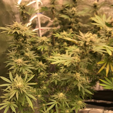 Nikki growlog photo: End of week 6 of flower 