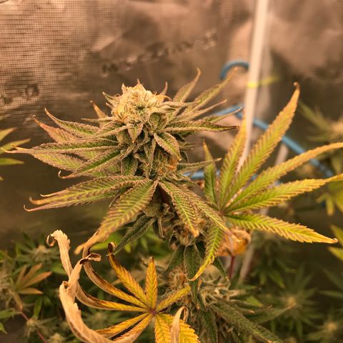 Molly growlog photo: End of week 6 of flower 