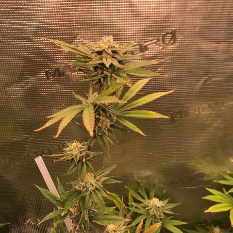 Molly growlog photo: End of week 6 of flower 