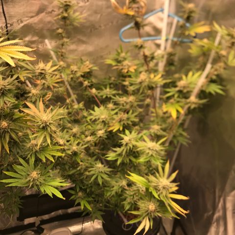 Molly growlog photo: End of week 6 of flower 