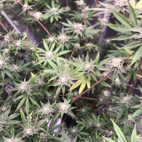 Molly growlog photo: End of week 6 of flower 