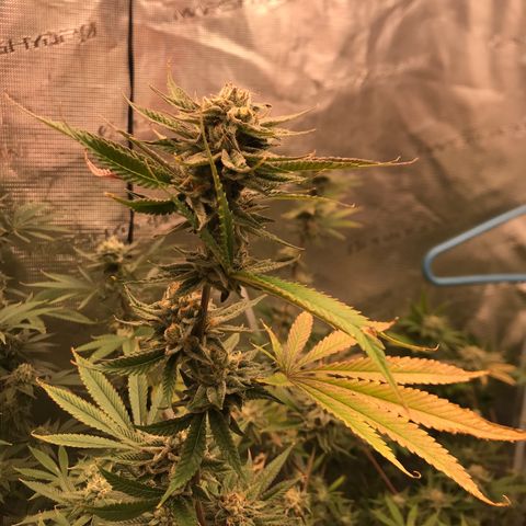 Molly growlog photo: End of week 6 of flower 