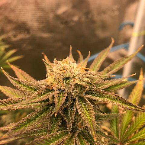 Molly growlog timeline photo