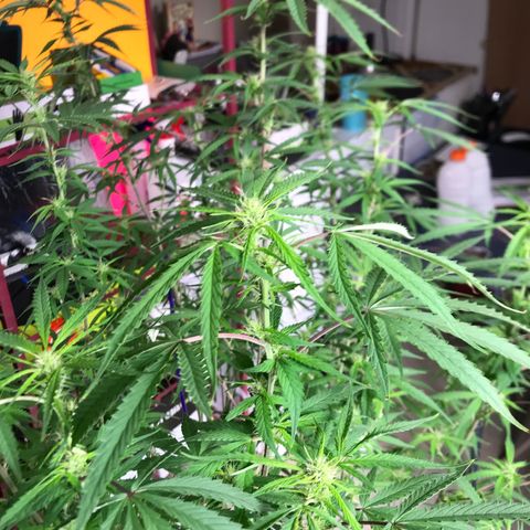 Janelle  growlog photo: End of week 6 of flower, she’s catching up but I’m keeping her on a longer nutrient schedule than the others