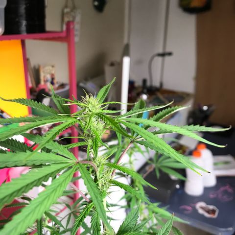 Janelle  growlog photo: End of week 6 of flower, she’s catching up but I’m keeping her on a longer nutrient schedule than the others