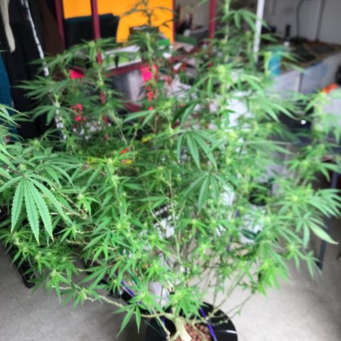 Janelle  growlog photo: End of week 6 of flower, she’s catching up but I’m keeping her on a longer nutrient schedule than the others