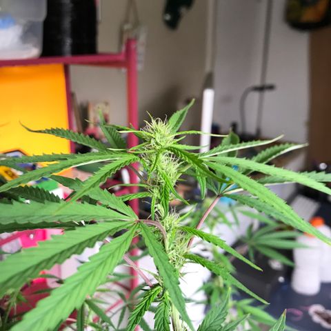 Janelle  growlog timeline photo