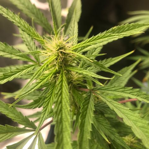 Janelle  growlog photo: Middle of Week 7 of Flowering, She’s finally starting to catch up to the others. I’m thinking another 4-5 weeks for her. 