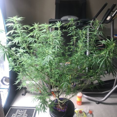 Janelle  growlog photo: Middle of Week 7 of Flowering, She’s finally starting to catch up to the others. I’m thinking another 4-5 weeks for her. 