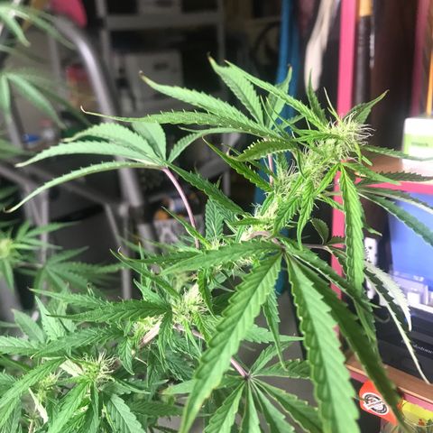 Janelle  growlog photo: Middle of Week 7 of Flowering, She’s finally starting to catch up to the others. I’m thinking another 4-5 weeks for her. 