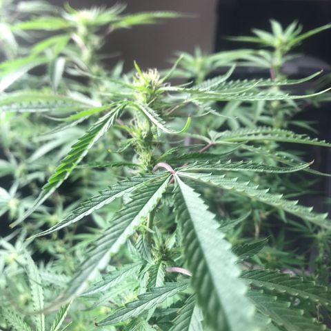 Janelle  growlog photo: Middle of Week 7 of Flowering, She’s finally starting to catch up to the others. I’m thinking another 4-5 weeks for her. 