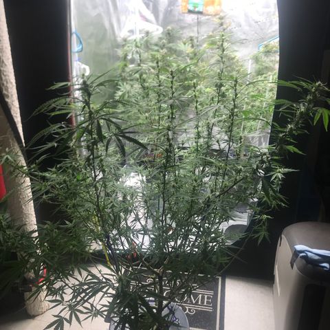 Janelle  growlog photo: Middle of Week 7 of Flowering, She’s finally starting to catch up to the others. I’m thinking another 4-5 weeks for her. 