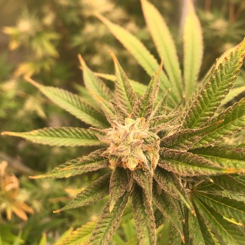 Molly growlog photo: Middle of week 7 of flower, Original estimated harvest was 9/15 and I it’s looking right on track. 