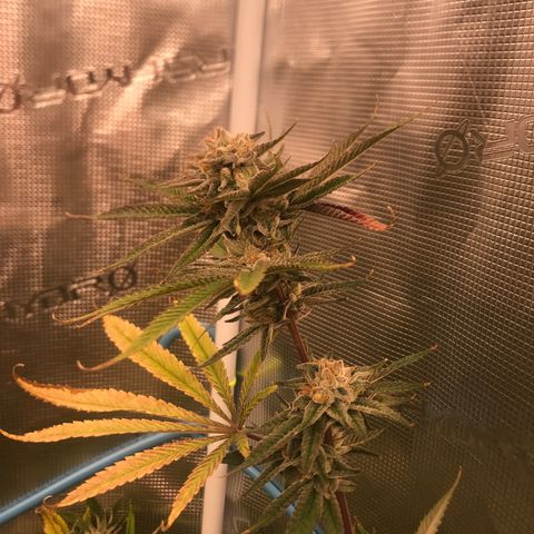 Molly growlog photo: Middle of week 7 of flower, Original estimated harvest was 9/15 and I it’s looking right on track. 