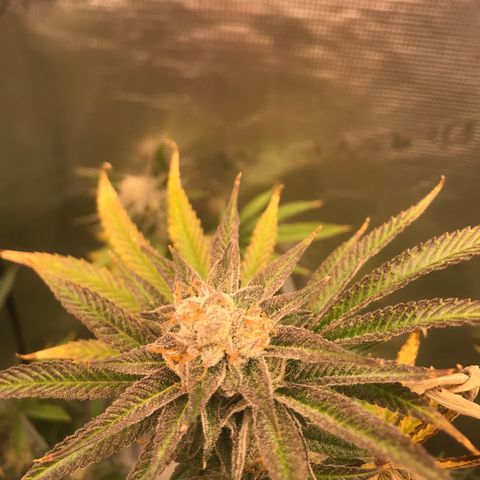 Molly growlog photo: Middle of week 7 of flower, Original estimated harvest was 9/15 and I it’s looking right on track. 