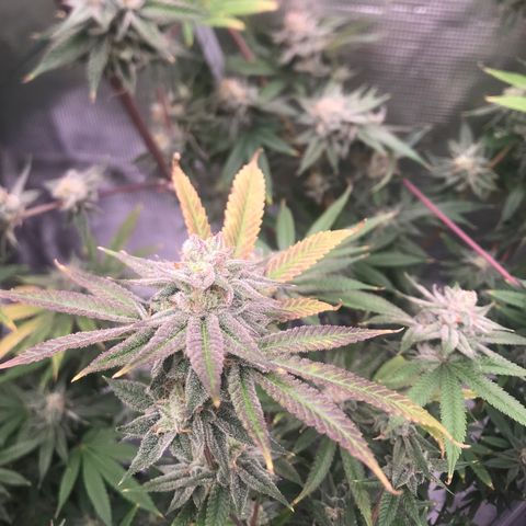 Molly growlog photo: Middle of week 7 of flower, Original estimated harvest was 9/15 and I it’s looking right on track. 
