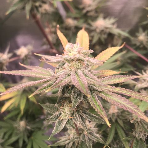 Molly growlog timeline photo
