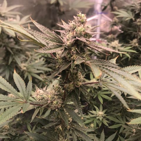 Nikki growlog photo: Middle of Week 7 of flower, looks to be on track for original harvest estimate of 9/15. 