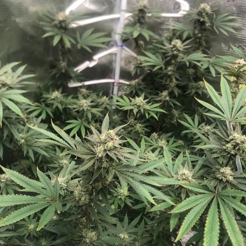 Nikki growlog photo: Middle of Week 7 of flower, looks to be on track for original harvest estimate of 9/15. 