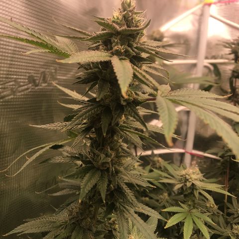 Nikki growlog photo: Middle of Week 7 of flower, looks to be on track for original harvest estimate of 9/15. 