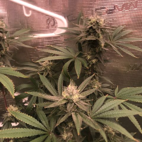Nikki growlog photo: Middle of Week 7 of flower, looks to be on track for original harvest estimate of 9/15. 