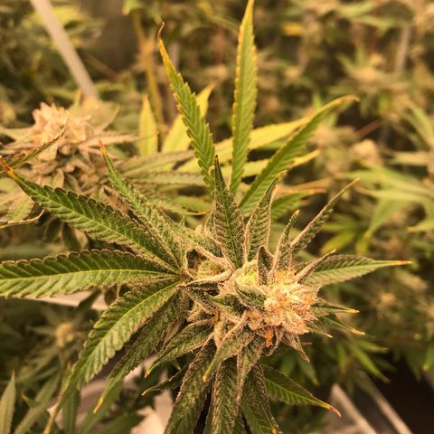 Molly growlog photo: Last day of week 7 Flower. 