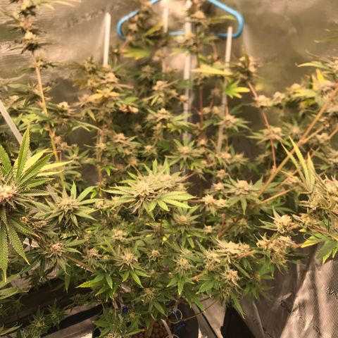 Molly growlog photo: Last day of week 7 Flower. 