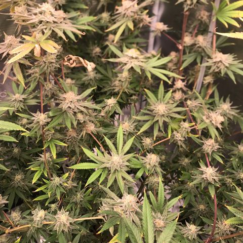 Molly growlog photo: Last day of week 7 Flower. 