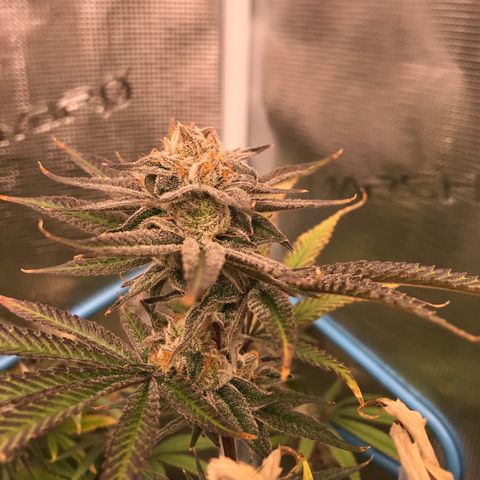 Molly growlog photo: Last day of week 7 Flower. 