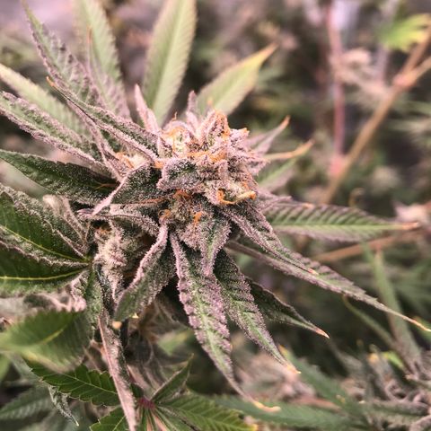 Molly growlog timeline photo